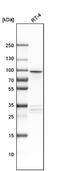 Adaptor Related Protein Complex 1 Subunit Gamma 2 antibody, NBP1-81857, Novus Biologicals, Western Blot image 