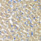 FGF1 Intracellular Binding Protein antibody, LS-C334715, Lifespan Biosciences, Immunohistochemistry frozen image 