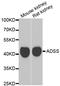 Glycine Amidinotransferase antibody, LS-C334819, Lifespan Biosciences, Western Blot image 