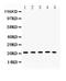 BAX antibody, A00183, Boster Biological Technology, Western Blot image 