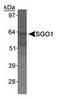 Shugoshin 1 antibody, TA309856, Origene, Western Blot image 