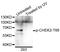 Mannosyl (Alpha-1,6-)-Glycoprotein Beta-1,2-N-Acetylglucosaminyltransferase antibody, orb374230, Biorbyt, Western Blot image 