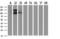 Protocadherin-7 antibody, LS-C787623, Lifespan Biosciences, Western Blot image 