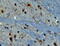 AIF1 antibody, 45-219, ProSci, Immunohistochemistry frozen image 