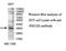 PIH1 Domain Containing 2 antibody, MBS415793, MyBioSource, Western Blot image 