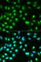 Protein Phosphatase 3 Catalytic Subunit Alpha antibody, orb48981, Biorbyt, Immunofluorescence image 