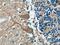 Transmembrane Protein 106B antibody, 60333-1-Ig, Proteintech Group, Immunohistochemistry frozen image 