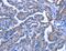 Calvaria mechanical force protein 608 antibody, MBS2520127, MyBioSource, Immunohistochemistry frozen image 
