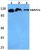 Ubiquitin Associated Protein 2 Like antibody, A07183-2, Boster Biological Technology, Western Blot image 