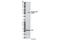 Eukaryotic Translation Initiation Factor 2 Subunit Alpha antibody, 3398P, Cell Signaling Technology, Western Blot image 