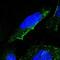 G Protein Subunit Gamma 2 antibody, PA5-51954, Invitrogen Antibodies, Immunofluorescence image 