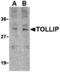Toll Interacting Protein antibody, A02039, Boster Biological Technology, Western Blot image 