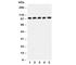 Cbl Proto-Oncogene antibody, R30898, NSJ Bioreagents, Western Blot image 