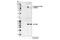 Cyclin Dependent Kinase Inhibitor 1C antibody, 2558S, Cell Signaling Technology, Western Blot image 
