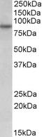 RUN And FYVE Domain Containing 1 antibody, EB10564, Everest Biotech, Western Blot image 