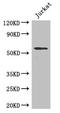 Signal peptide peptidase-like 2A antibody, LS-C397305, Lifespan Biosciences, Western Blot image 