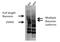 Bassoon Presynaptic Cytomatrix Protein antibody, 56495, QED Bioscience, Western Blot image 