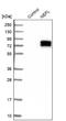 Nfl antibody, NBP2-54669, Novus Biologicals, Western Blot image 