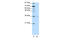 Forkhead box protein Q1 antibody, 29-125, ProSci, Enzyme Linked Immunosorbent Assay image 