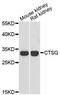 Cathepsin G antibody, A13172, ABclonal Technology, Western Blot image 