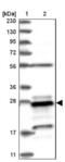 Proteasome Subunit Beta 10 antibody, NBP1-88660, Novus Biologicals, Western Blot image 