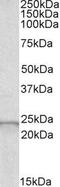 Glutathione Peroxidase 2 antibody, GTX56140, GeneTex, Western Blot image 