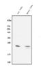 Surfactant Protein C antibody, A02001, Boster Biological Technology, Western Blot image 