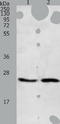Ras Homolog Family Member A antibody, TA321392, Origene, Western Blot image 