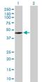 Nei Like DNA Glycosylase 1 antibody, H00079661-D01P, Novus Biologicals, Western Blot image 