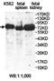 Zinc Finger Protein 540 antibody, orb78322, Biorbyt, Western Blot image 