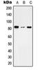Transmembrane Channel Like 7 antibody, orb215588, Biorbyt, Western Blot image 