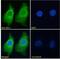 Argininosuccinate Synthase 1 antibody, NBP1-00153, Novus Biologicals, Immunofluorescence image 
