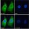 Citrulline--aspartate ligase antibody, NBP1-00153, Novus Biologicals, Immunofluorescence image 