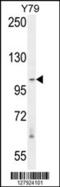 RAS Protein Activator Like 3 antibody, 55-278, ProSci, Western Blot image 