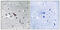 Solute Carrier Family 6 Member 16 antibody, GTX87647, GeneTex, Immunohistochemistry paraffin image 