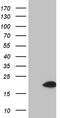 Saitohin antibody, TA810232, Origene, Western Blot image 