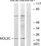 MOB Kinase Activator 3C antibody, A30514, Boster Biological Technology, Western Blot image 