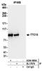 Trafficking Protein Particle Complex 12 antibody, A304-669A, Bethyl Labs, Immunoprecipitation image 