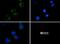 CD4 antibody, NBP1-19371, Novus Biologicals, Immunocytochemistry image 