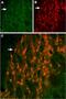 Potassium Voltage-Gated Channel Subfamily H Member 6 antibody, PA5-77629, Invitrogen Antibodies, Immunohistochemistry frozen image 