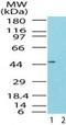 RISC-loading complex subunit TARBP2 antibody, PA1-41109, Invitrogen Antibodies, Western Blot image 