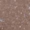 G Protein Subunit Alpha L antibody, NBP2-68695, Novus Biologicals, Immunohistochemistry frozen image 