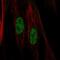 Sphingosine-1-Phosphate Receptor 5 antibody, NBP1-81834, Novus Biologicals, Immunofluorescence image 