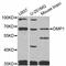 Dentin Matrix Acidic Phosphoprotein 1 antibody, abx125762, Abbexa, Western Blot image 