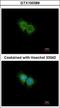 C-X-C Motif Chemokine Receptor 1 antibody, GTX100389, GeneTex, Immunocytochemistry image 