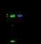 Cystatin C antibody, GTX02402, GeneTex, Immunoprecipitation image 