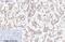 Caspase 8 antibody, M00042-4, Boster Biological Technology, Immunohistochemistry frozen image 