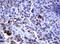 Fc Fragment Of IgE Receptor II antibody, NBP2-45624, Novus Biologicals, Immunohistochemistry paraffin image 