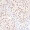 DEAH-Box Helicase 8 antibody, A300-624A, Bethyl Labs, Immunohistochemistry frozen image 