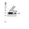 Carbonic Anhydrase 2 antibody, LS-C382385, Lifespan Biosciences, Western Blot image 